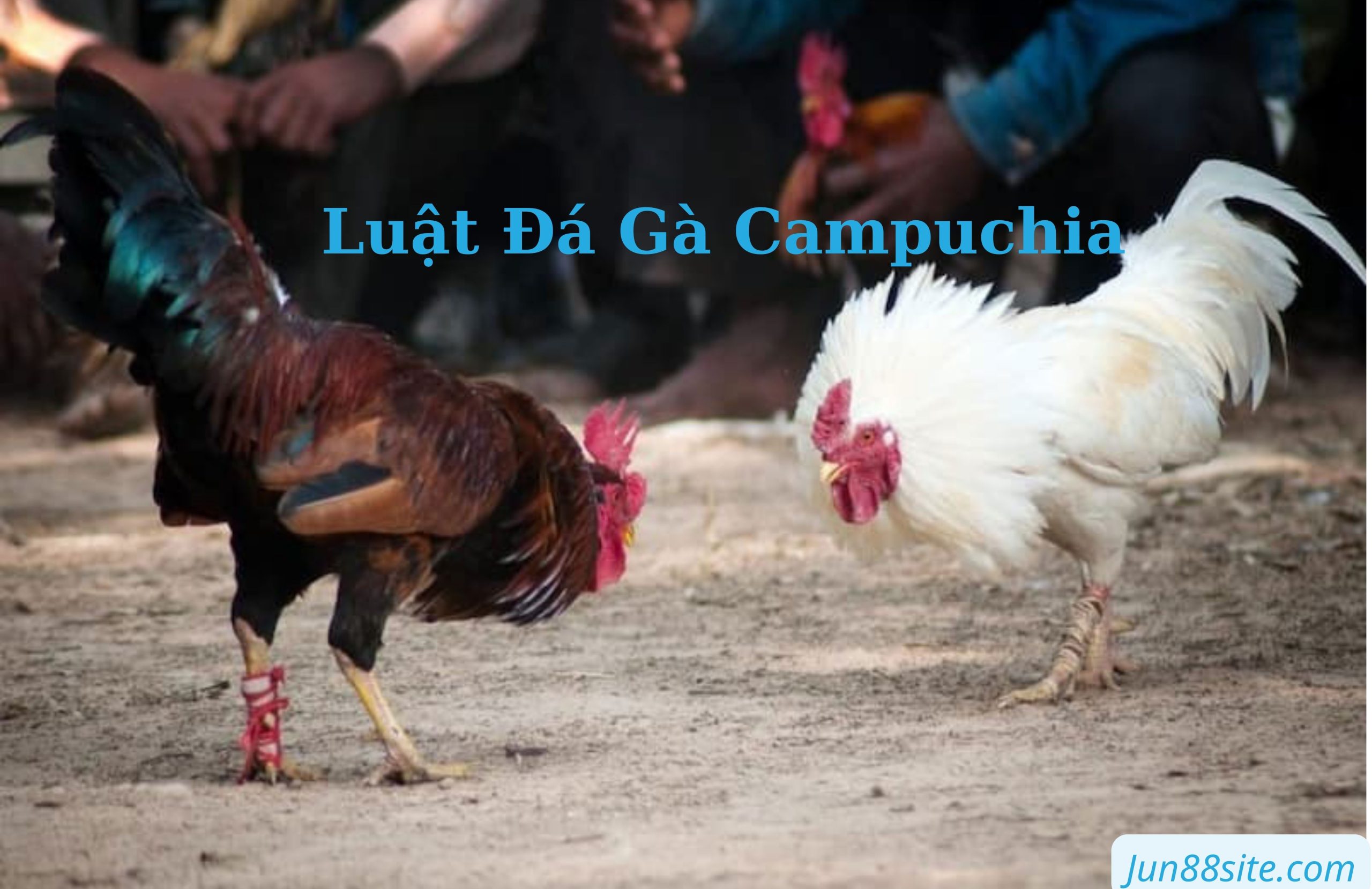 Luat-trong-da-ga-campuchia-can-biet