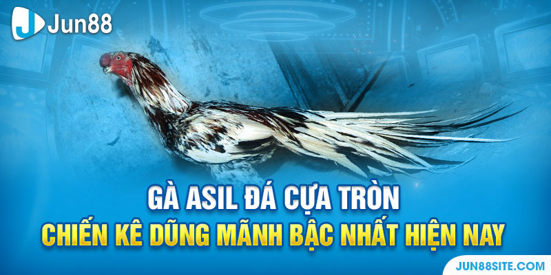 Gà Asil Đá Cựa Tròn - Chiến Kê Dũng Mãnh Bậc Nhất Hiện Nay