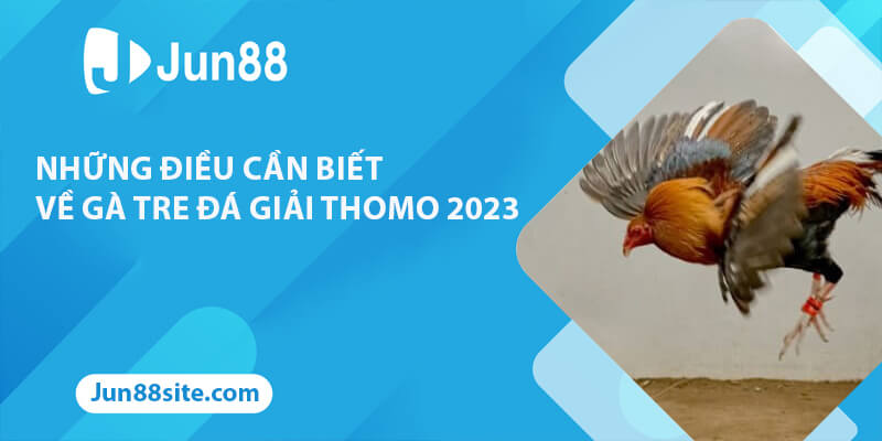 Những Điều Cần Biết Về Gà Tre Đá Giải Thomo Mới Nhất 2023