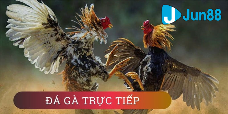 Giới thiệu đôi nét về sân chơi Đá Gà 68 trực tiếp