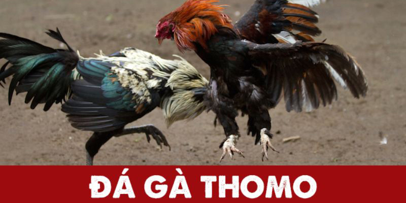 Tạo tài khoản Đá Gà Thomo để tha hồ tham gia cá cược tại nhà cái